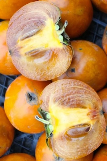 Хурма ‘Корольок’|Diospyros kaki ‘Korolok’|Хурма ‘Королек’